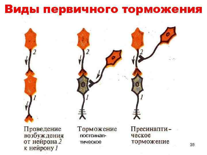 Виды первичного торможения постсинаптическое 35 