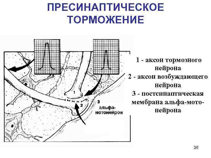 ПРЕСИНАПТИЧЕСКОЕ ТОРМОЖЕНИЕ 1 - аксон тормозного нейрона 2 - аксон возбуждающего нейрона 3 -