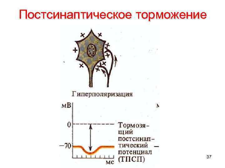 Постсинаптическое торможение 37 