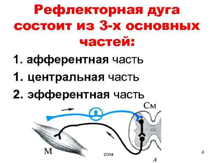 Рефлекторная дуга состоит из 3 -х основных частей: 1. афферентная часть 1. центральная часть