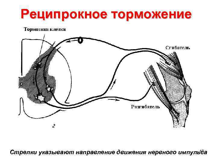 Реципрокное торможение 40 Стрелки указывают направление движения нервного импульса 