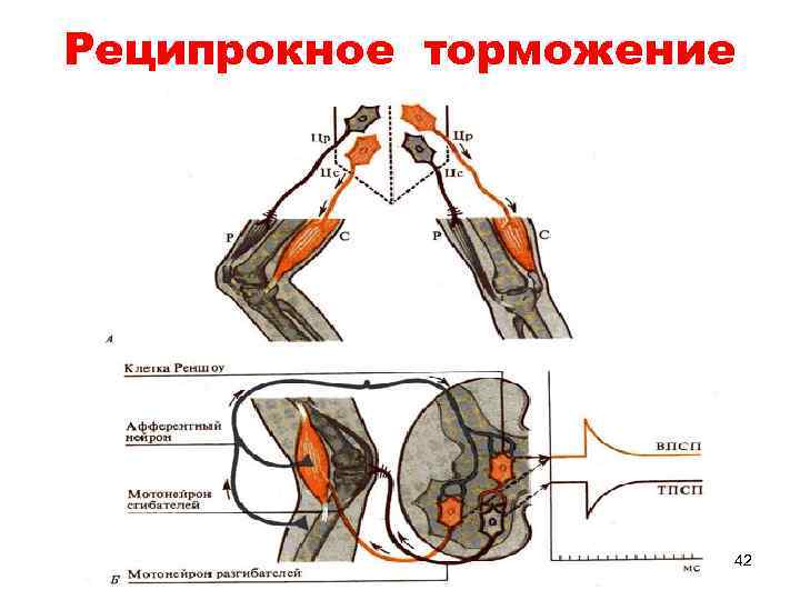 Реципрокное торможение 42 