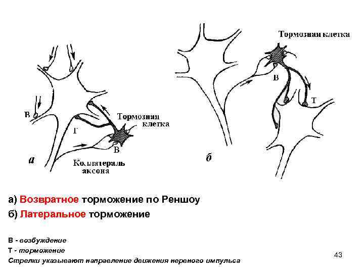а) Возвратное торможение по Реншоу б) Латеральное торможение В - возбуждение Т - торможение