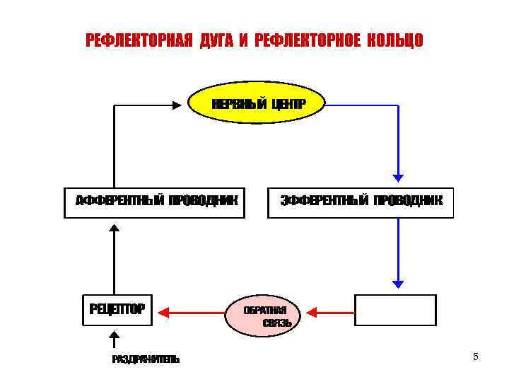 РЕФЛЕКТОРНАЯ ДУГА И РЕФЛЕКТОРНОЕ КОЛЬЦО 5 