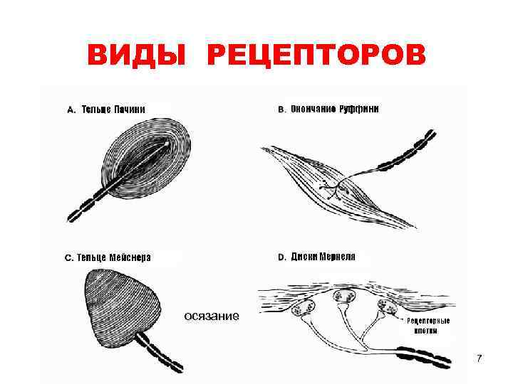 Нарисовать и обозначить виды рецепторов кожной и кинестетической чувствительности