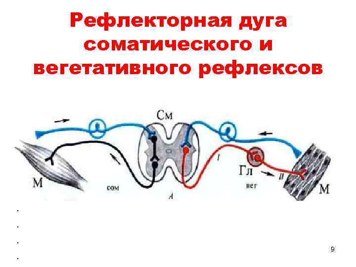 Рефлекторная дуга соматического и вегетативного рефлексов . . 9 