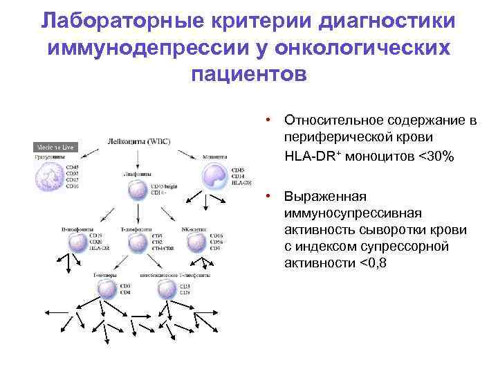 Лабораторные критерии диагностики иммунодепрессии у онкологических пациентов • Относительное содержание в периферической крови HLA-DR+