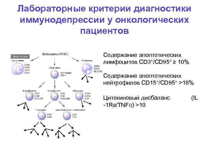 Лабораторные критерии диагностики иммунодепрессии у онкологических пациентов Содержание апоптотических лимфоцитов CD 3+/CD 95+ ≥
