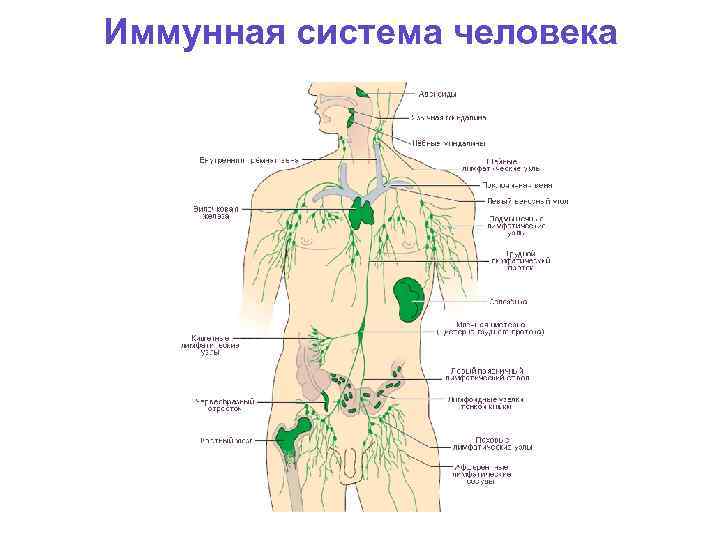 Иммунная система человека 