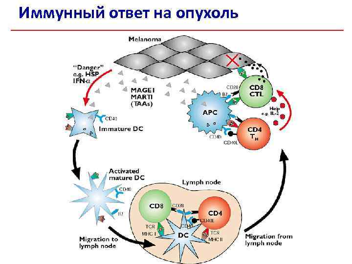 Иммунный ответ на опухоль 