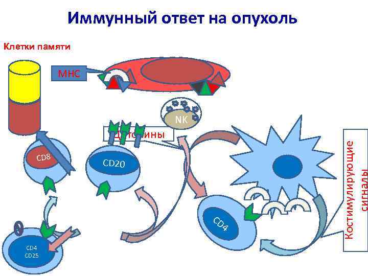 Иммунный ответ на опухоль Клетки памяти MHC Цитокины CD 8 CD 20 CD 4