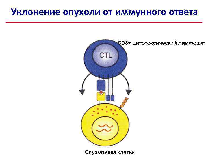 Уклонение опухоли от иммунного ответа CD 8+ цитотоксический лимфоцит Опухолевая клетка 