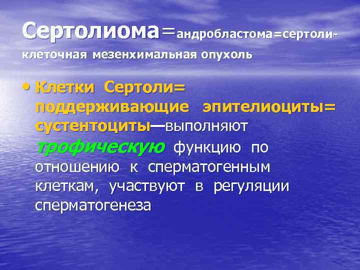 Сертолиома=андробластома=сертоликлеточная мезенхимальная опухоль • Клетки Сертоли= поддерживающие эпителиоциты= сустентоциты—выполняют трофическую функцию по отношению к