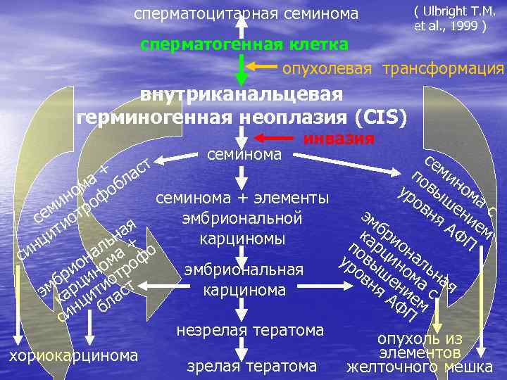 сперматоцитарная семинома ( Ulbright T. M. et al. , 1999 ) сперматогенная клетка опухолевая