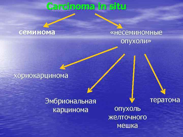 Carcinoma in situ семинома «несеминомные опухоли» хориокарцинома Эмбриональная карцинома опухоль желточного мешка тератома 