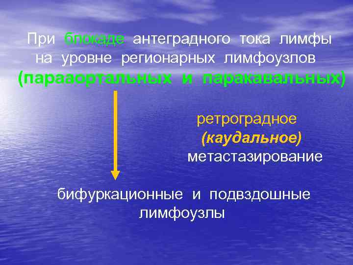 При блокаде антеградного тока лимфы на уровне регионарных лимфоузлов (парааортальных и паракавальных) ретроградное (каудальное)