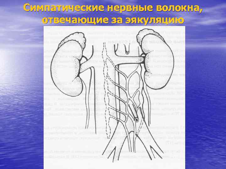 Симпатические нервные волокна, отвечающие за эякуляцию 