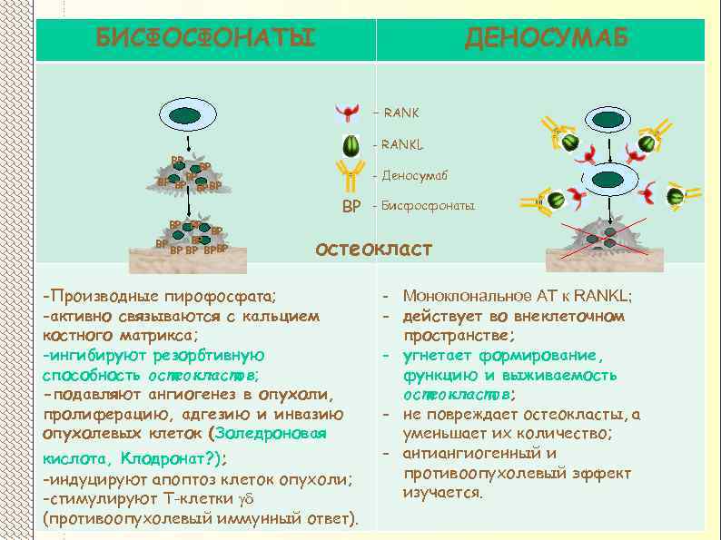 БИСФОСФОНАТЫ ДЕНОСУМАБ - RANKL ВР ВР ВР ВРВР - Деносумаб ВР - Бисфосфонаты остеокласт