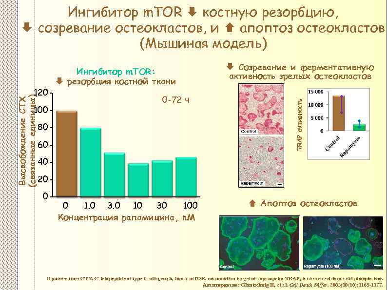 Ингибитор m. TOR костную резорбцию, созревание остеокластов, и апоптоз остеокластов (Мышиная модель) 100 0