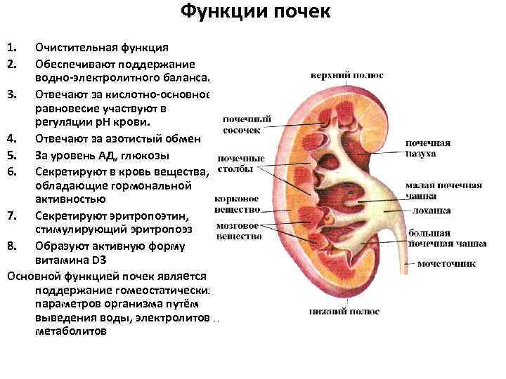 Структура почки схема