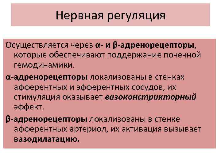 Нервная регуляция Осуществляется через α- и β-адренорецепторы, которые обеспечивают поддержание почечной гемодинамики. α-адренорецепторы локализованы