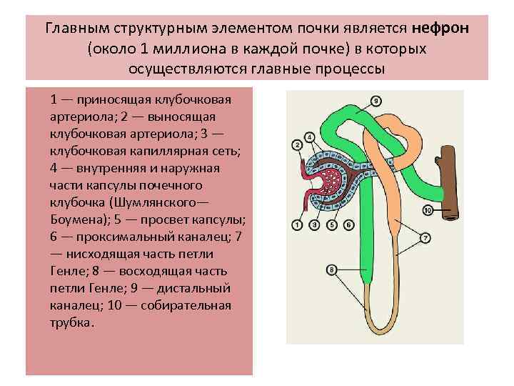 Основным структурным элементом электронной презентации является