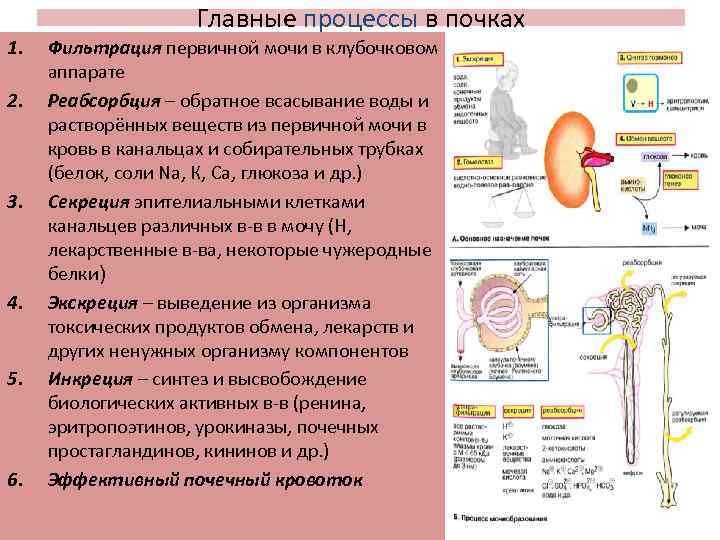 Главные процессы в почках 1. 2. 3. 4. 5. 6. Фильтрация первичной мочи в