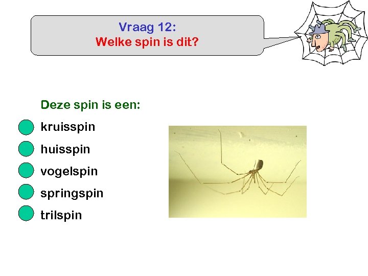 Vraag 12: Welke spin is dit? Deze spin is een: kruisspin huisspin vogelspin springspin