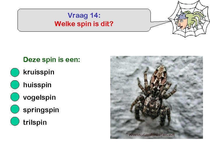 Vraag 14: Welke spin is dit? Deze spin is een: kruisspin huisspin vogelspin springspin