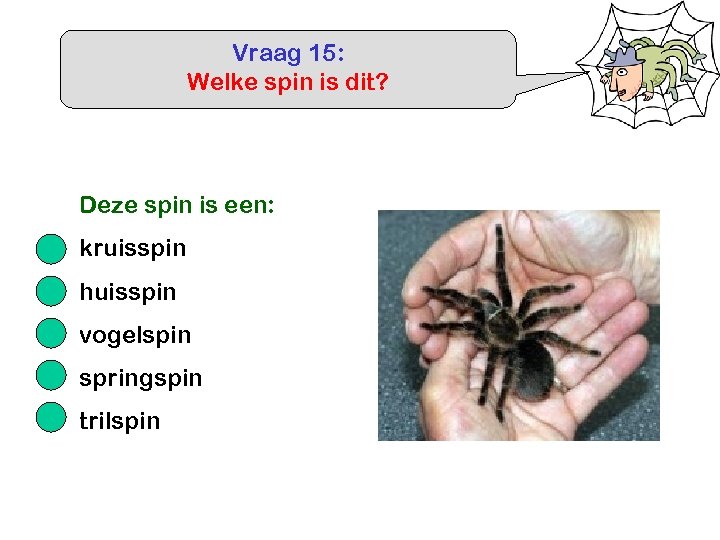 Vraag 15: Welke spin is dit? Deze spin is een: kruisspin huisspin vogelspin springspin