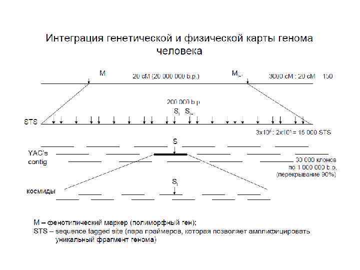 Карта генома человека