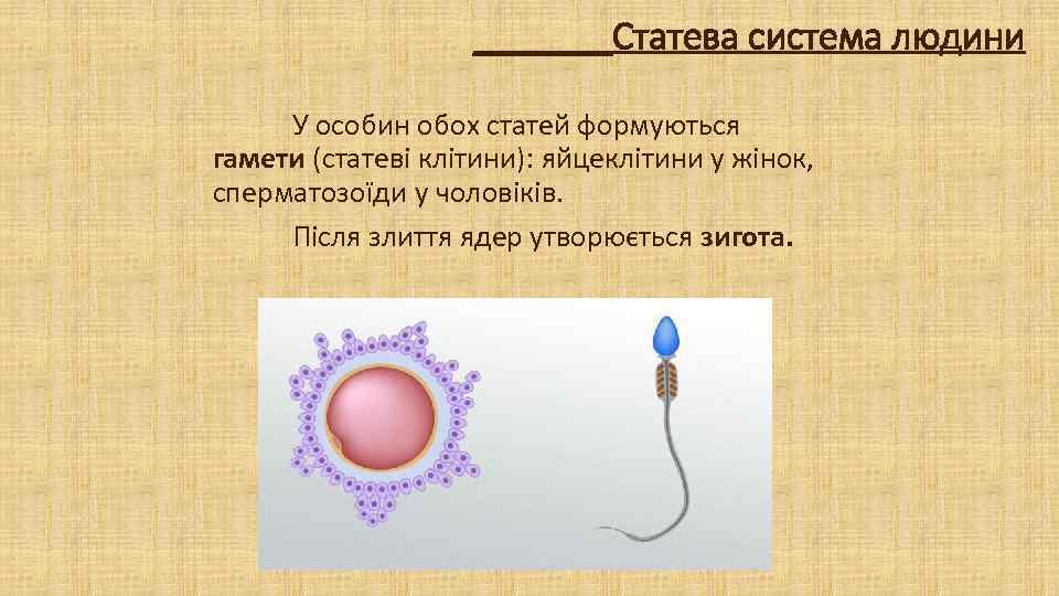 _______Статева система людини У особин обох статей формуються гамети (статеві клітини): яйцеклітини у жінок,