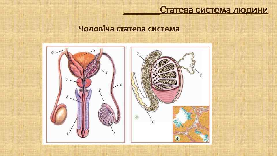 _______Статева система людини Чоловіча статева система 