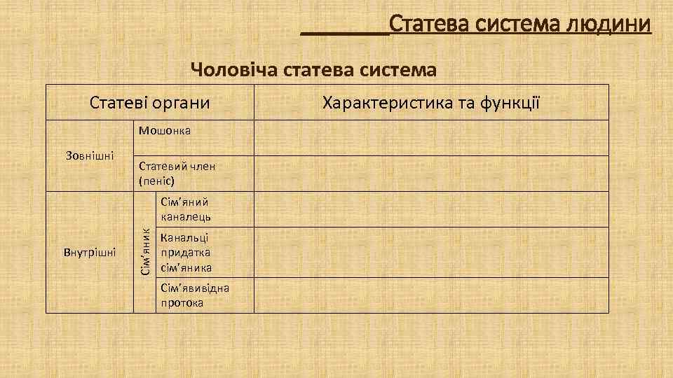 _______Статева система людини Чоловіча статева система Статеві органи Мошонка Зовнішні Статевий член (пеніс) Внутрішні