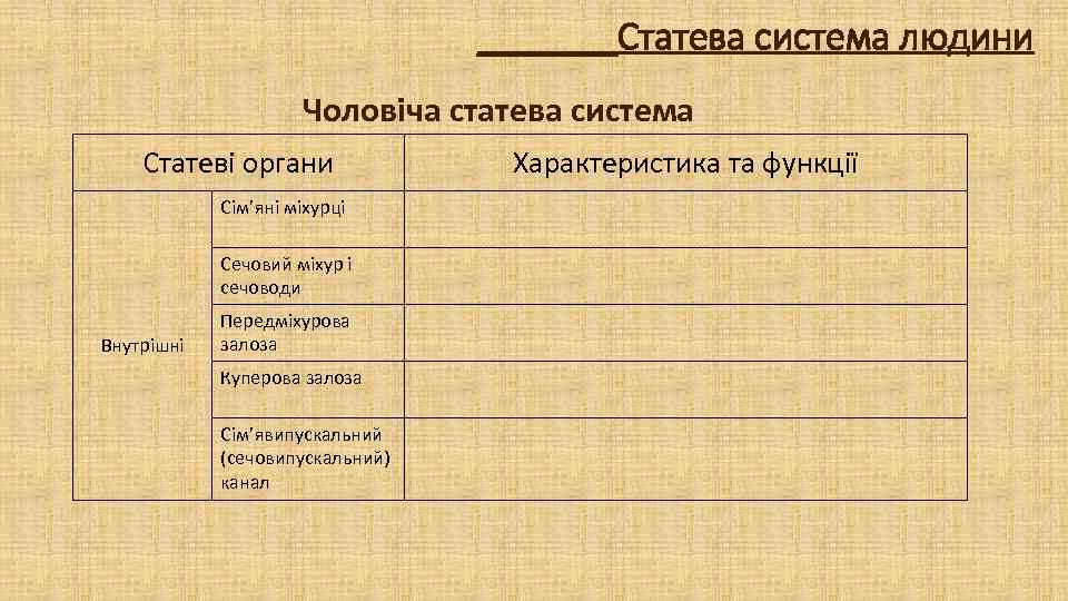 _______Статева система людини Чоловіча статева система Статеві органи Сім’яні міхурці Сечовий міхур і сечоводи