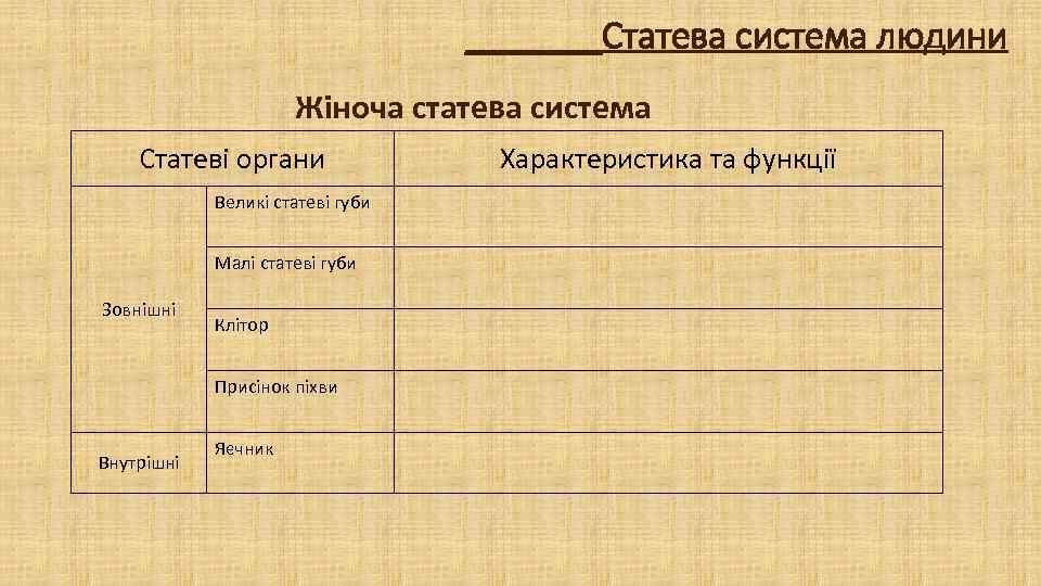 _______Статева система людини Жіноча статева система Статеві органи Великі статеві губи Малі статеві губи