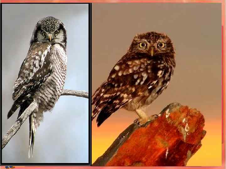 САМАЯ МАЛЕНЬКАЯ СРЕДИ СОВКАРЛИКОВАЯ СОВА: ОНА МЕНЬШЕ ВОРОБЬЯ. 