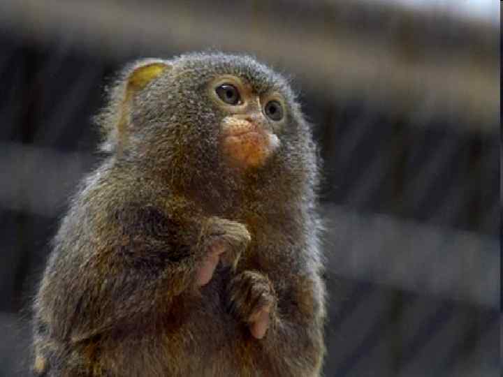 САМЫЕ МАЛЕНЬКИЕ ОБЕЗЬЯНЫ НА ЗЕМЛЕ – ИГРУНКИ. 