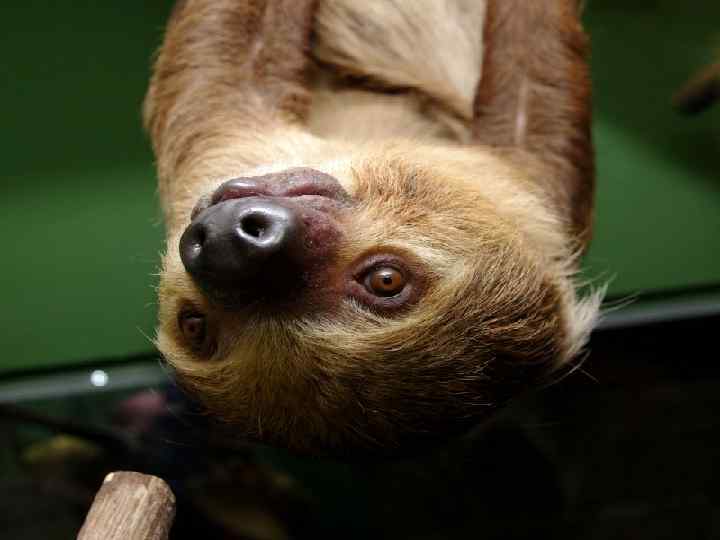 САМОЕ МЕДЛИТЕЛЬНОЕ В МИРЕ ЖИВОТНОЕ – ЛЕНИВЕЦ. С ОДНОЙ ВЕТКИ НА ДРУГУЮ, СОСЕДНЮЮ OН