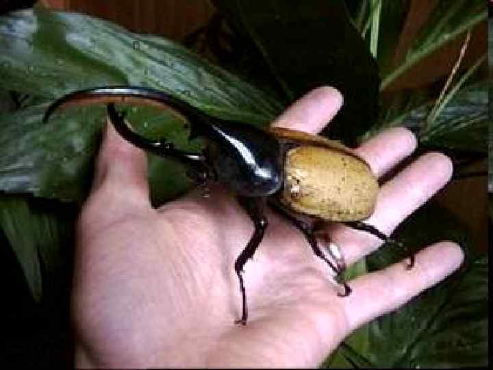 САМЫМ КРУПНЫМ В МИРЕ ЖУКОМ ЯВЛЯЕТСЯ ТАКЖЕ ГЕРКУЛЕС ДЛИНОЙ ОТ 15 СМ ДО 18