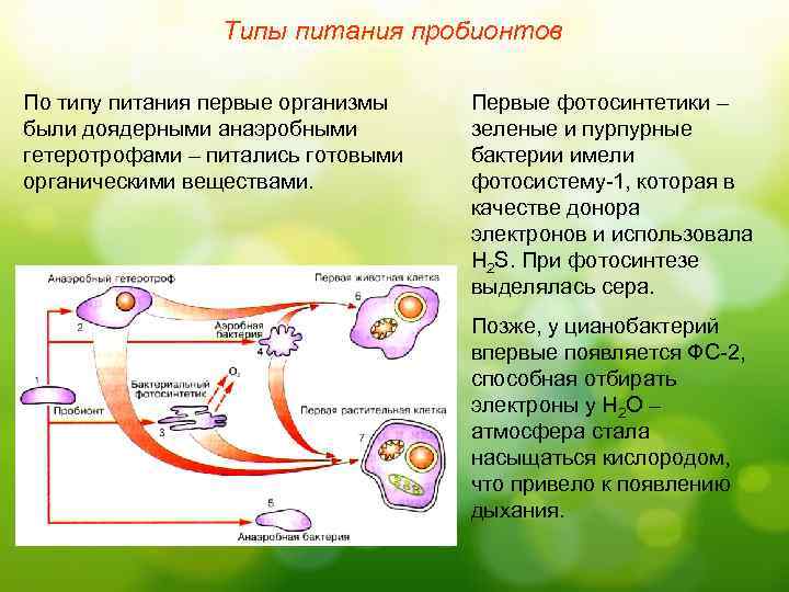 Типы питания пробионтов По типу питания первые организмы были доядерными анаэробными гетеротрофами – питались