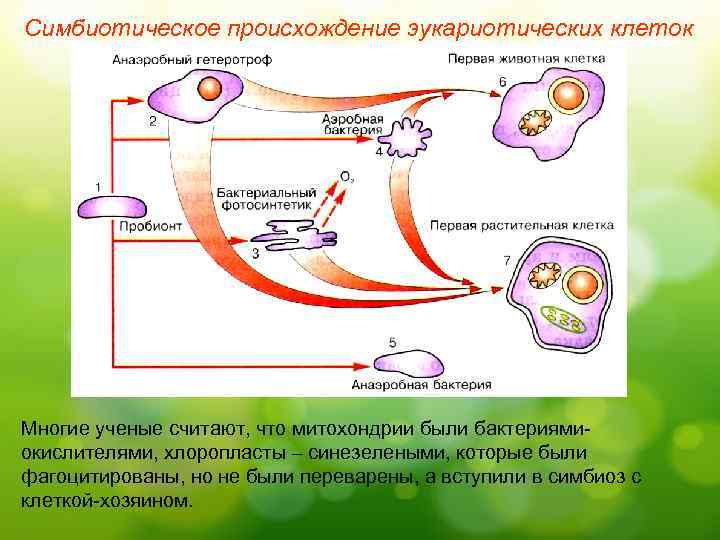 Какая гипотеза происхождения эукариотической клетки показана на рисунке