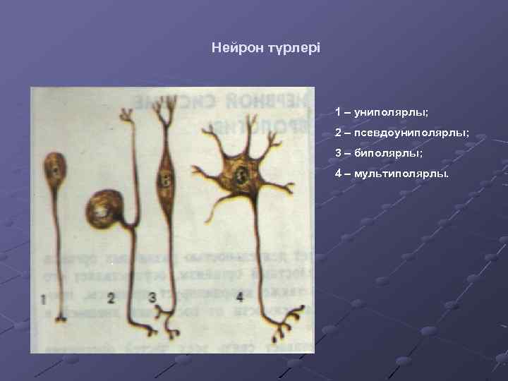 Нейрон түрлері 1 – униполярлы; 2 – псевдоуниполярлы; 3 – биполярлы; 4 – мультиполярлы.