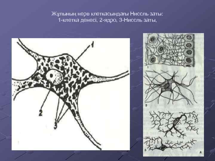 Жұлының нерв клеткасындағы Ниссль заты: 1 -клетка денесі, 2 -ядро, 3 -Ниссль заты, 