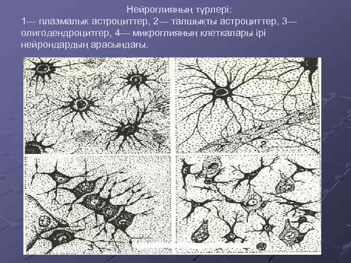 Нейроглияның түрлері: 1— плазмалык астроциттер, 2— талшықты астроциттер, 3— олигодендроцитгер, 4— микроглияның клеткалары ірі