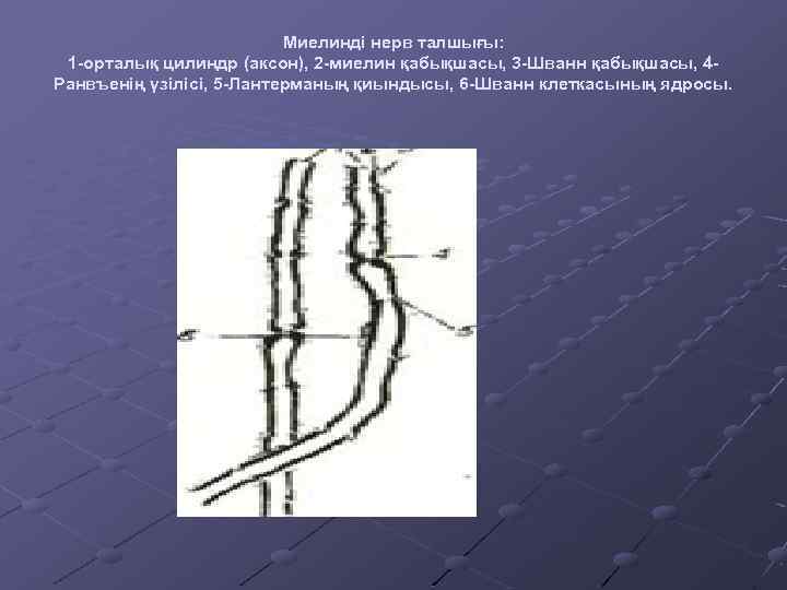 Миелинді нерв талшығы: 1 -орталық цилиндр (аксон), 2 -миелин қабықшасы, 3 -Шванн қабықшасы, 4