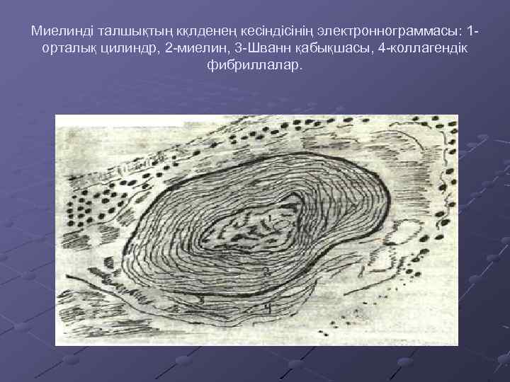 Миелинді талшықтың кқлденең кесіндісінің электроннограммасы: 1 орталық цилиндр, 2 -миелин, 3 -Шванн қабықшасы, 4