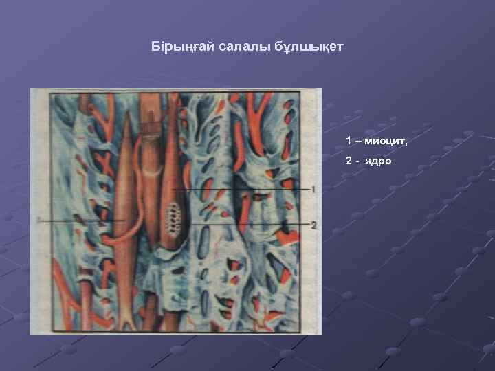 Бірыңғай салалы бұлшықет 1 – миоцит, 2 - ядро 