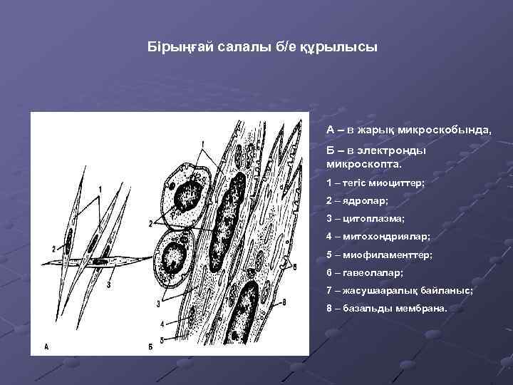 Бірыңғай салалы б/е құрылысы А – в жарық микроскобында, Б – в электронды микроскопта.