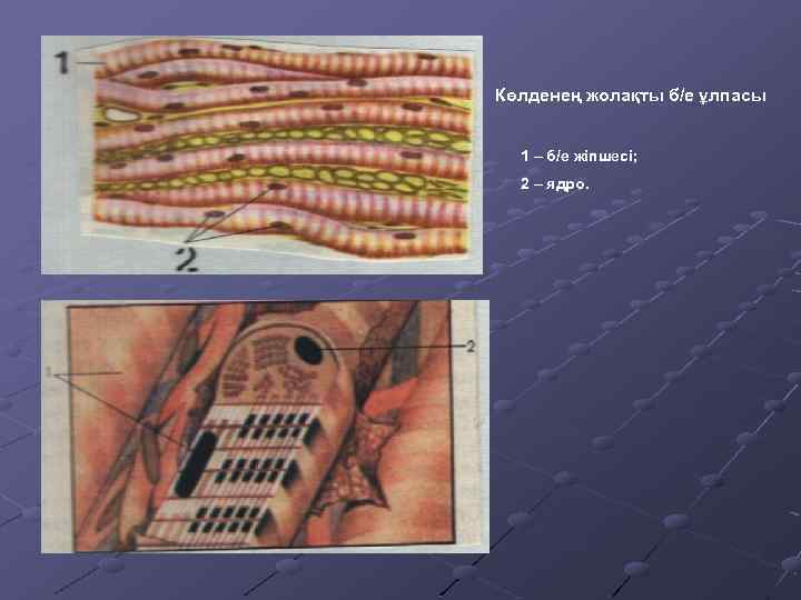 Көлденең жолақты б/е ұлпасы 1 – б/е жіпшесі; 2 – ядро. 